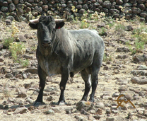 “CENTELLO”