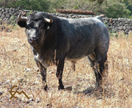 “BAILAOR”