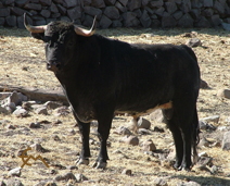 “MAROMERO”