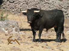“CLAVELITO”