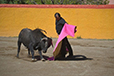 Eloy Cavazos "Torero de Puerta Grande"