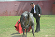 Eloy Cavazos "Torero de Puerta Grande"