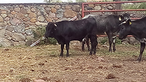 El Becerro del Año (2016)