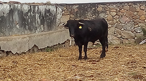 El Becerro del Año (2016)
