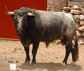 Toro Número 24