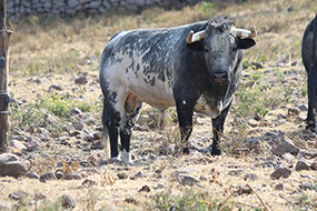 “GUANTERO”