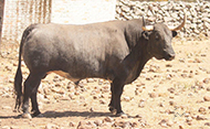“RUMBERO”
