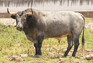 “HOCICUDO”