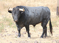 “CIRILEÑO”