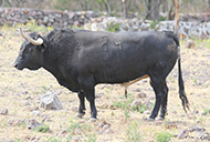 “CORONEL”