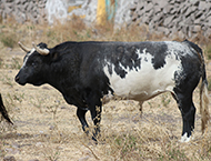 “TORTOLITO”