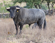 “RUMBERO”