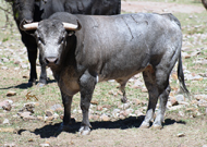 “PELUQUÍN”