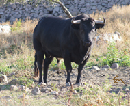 “PELO NEGRO”