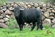 “VERONÉS”