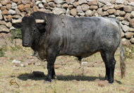 “VELADOR”
